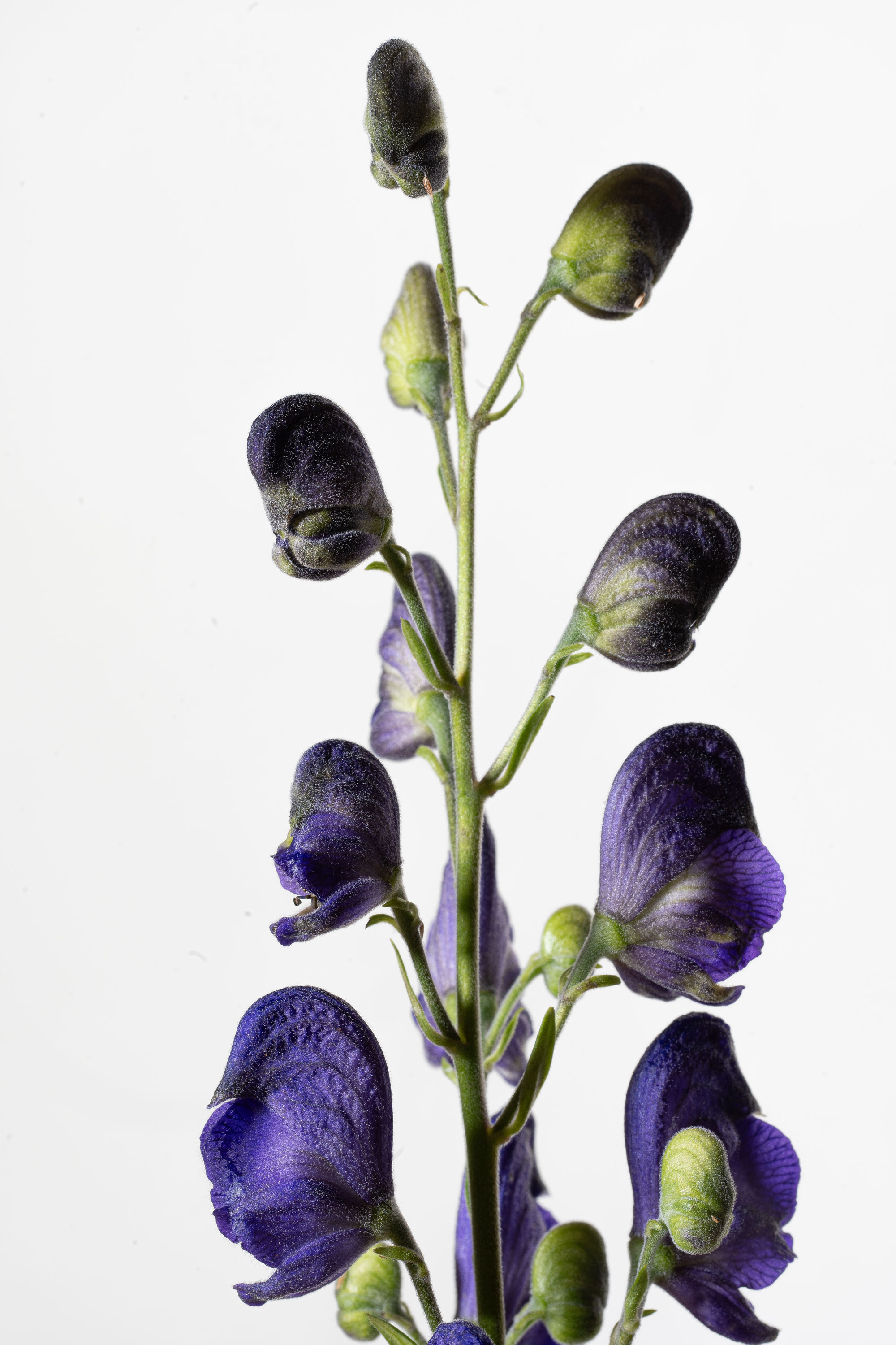 Nahaufnahme einer Eisenhut-Bl&uuml;te (Aconitum) aus dem biodynamischen Anbau im Weleda Heilpflanzengarten