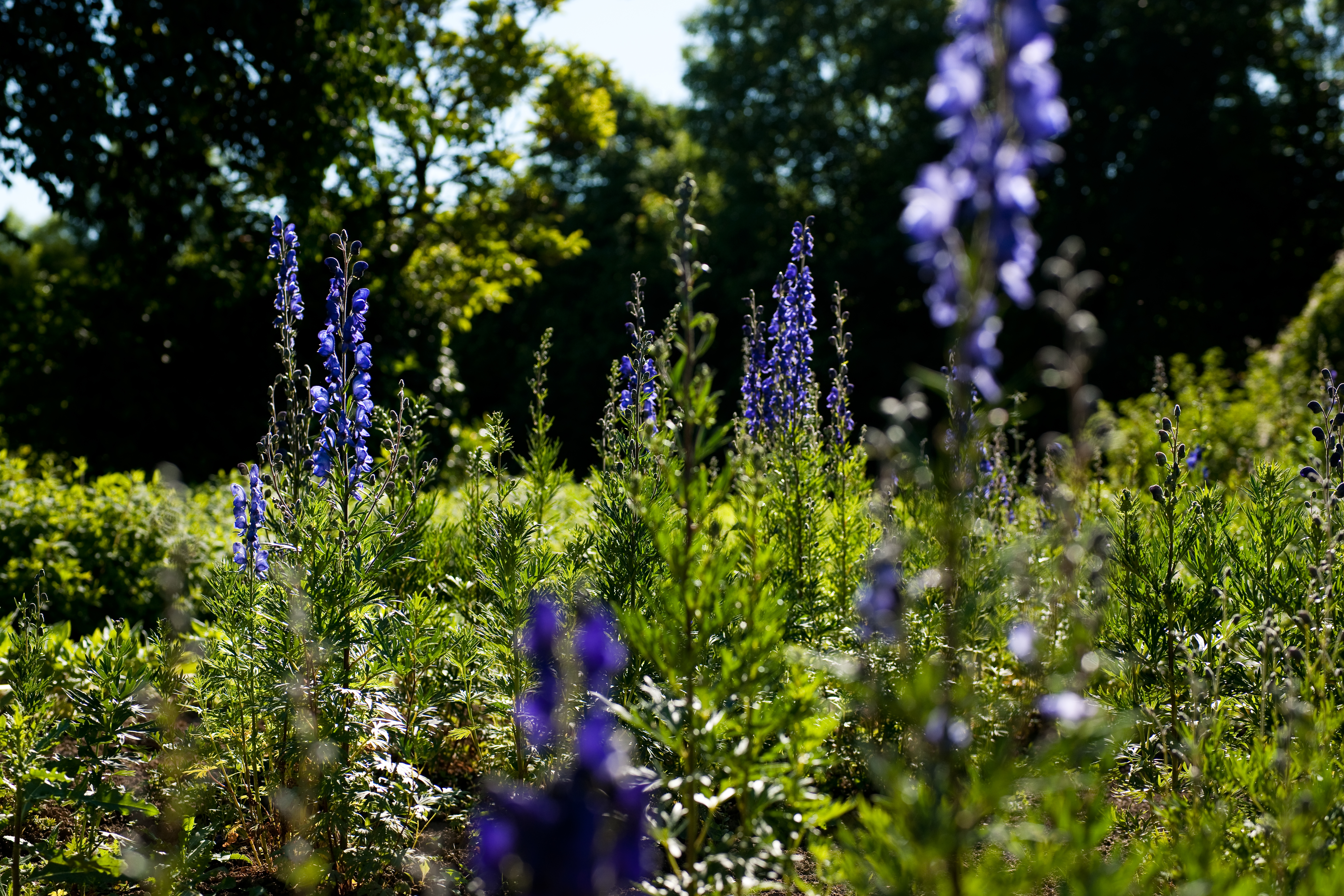 Bl&uuml;hender blauer Eisenhut (Aconitum), eine der &uuml;ber 160 Heilpflanzenarten im Weleda Garten