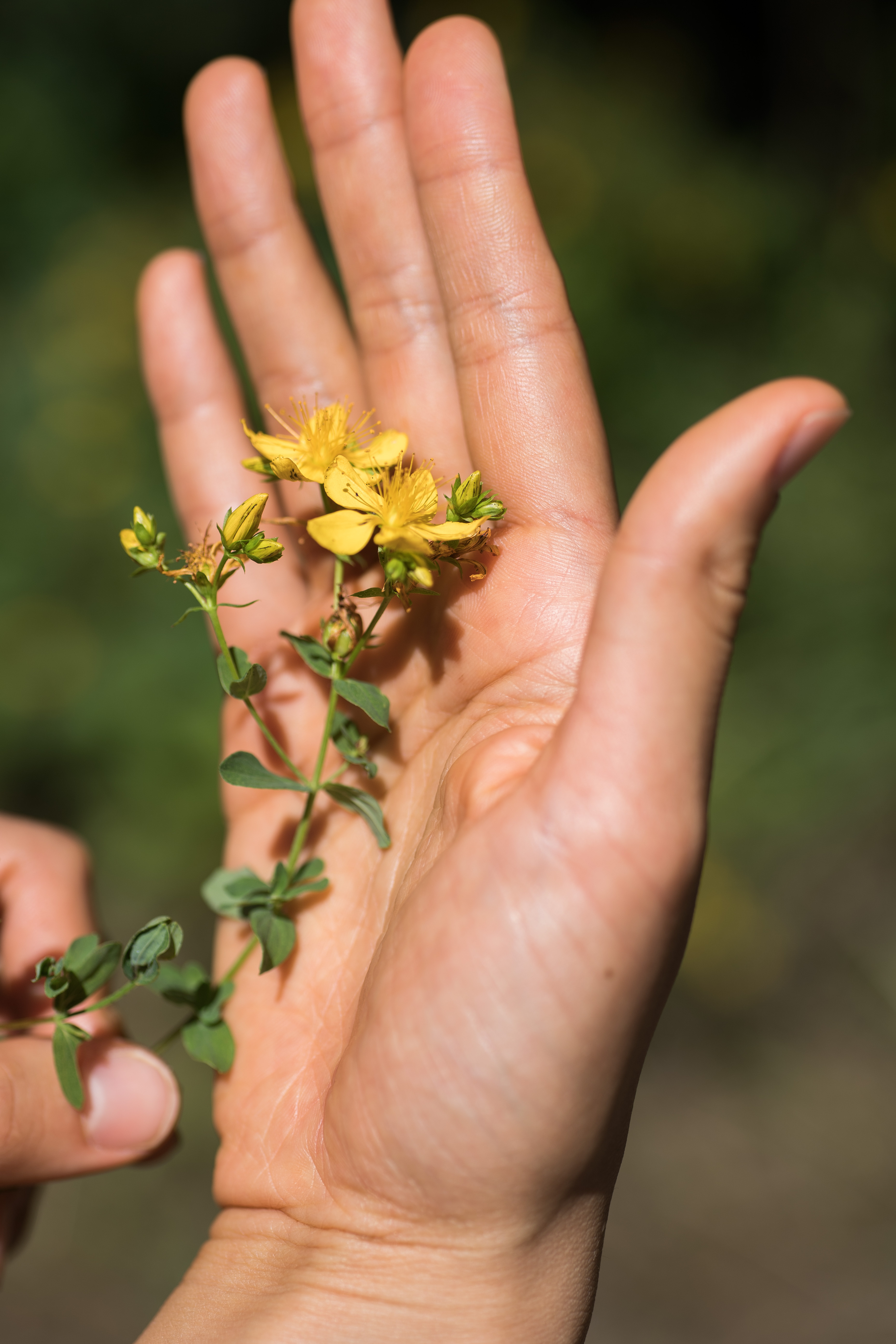 Hand einer G&auml;rtnerin pflegt eine Heilpflanze &ndash; Handarbeit im Weleda Garten Campus