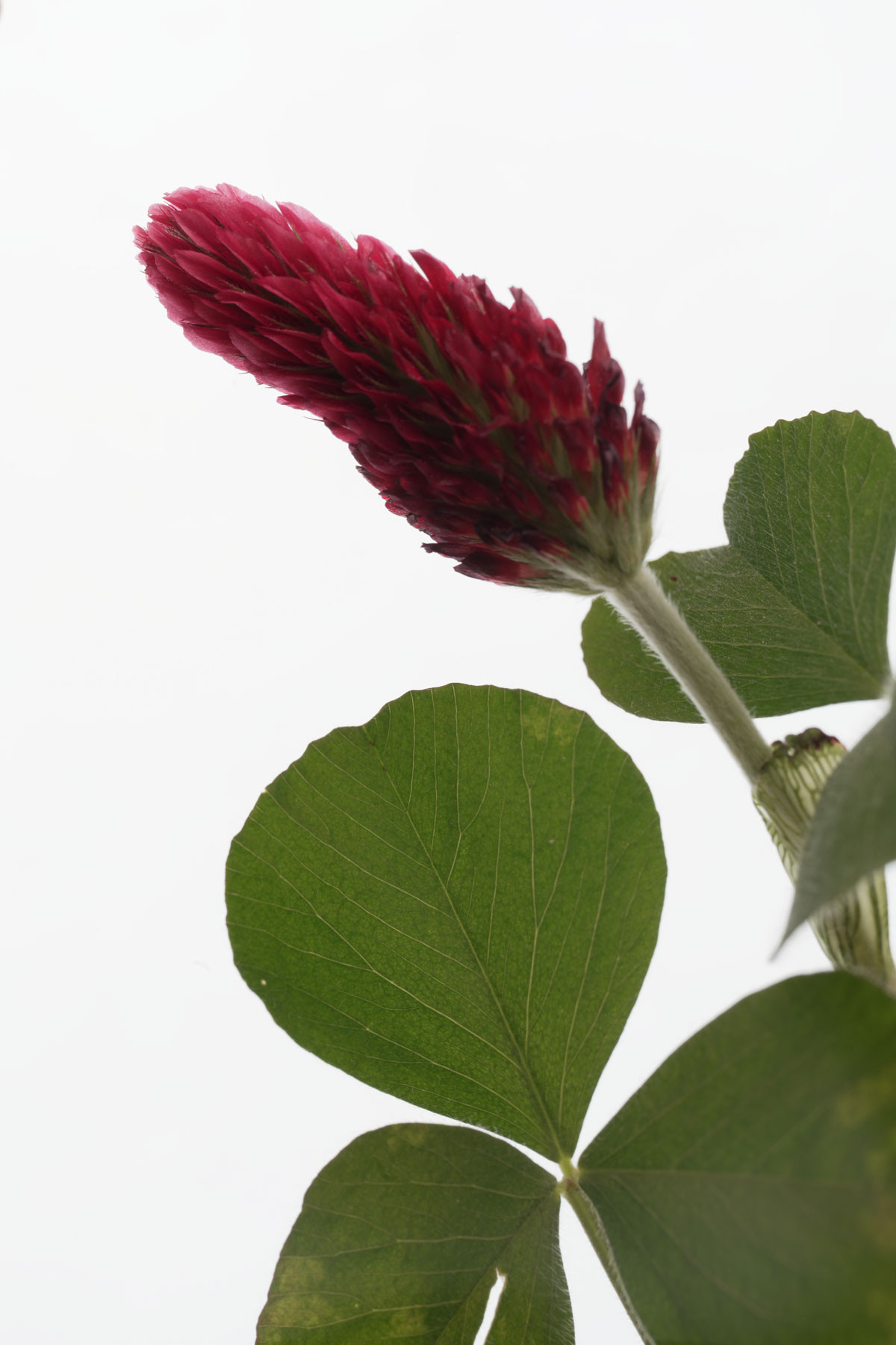 Nahaufnahme einer Blüte des Inkarnatklee (Trifolium incarnatum) mit dicht stehenden, tiefroten Einzelblüten und typischen dreiteiligen, grünen Kleeblättern vor hellem Hintergrund.