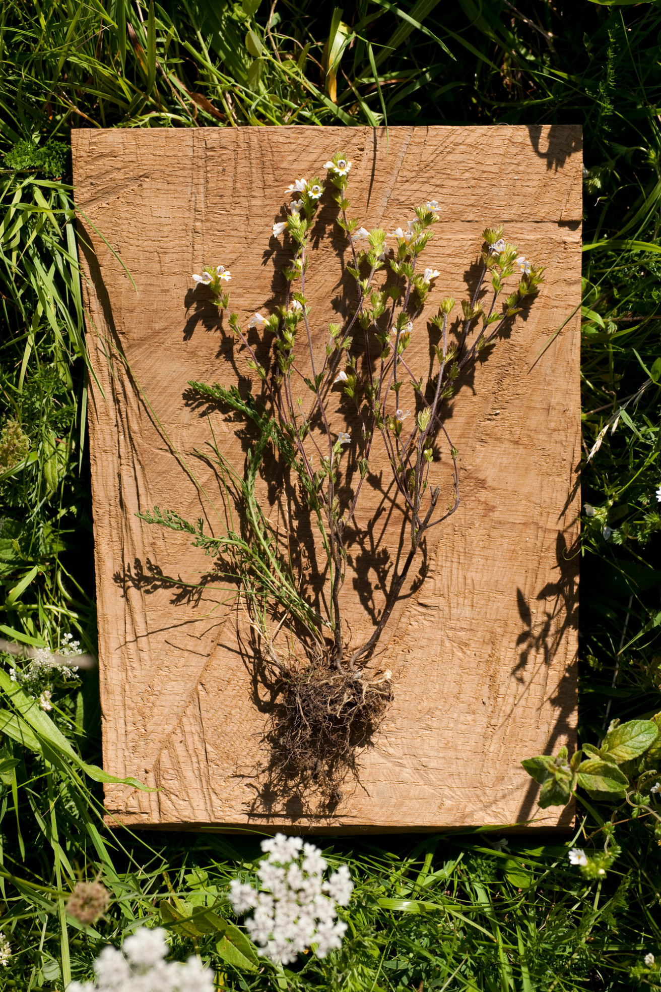 Die Pflanze mit Wurzeln liegt auf einem Holzbrett – sorgfältig ausgegraben, für eine botanische Untersuchung oder zur Trocknung für Heilzwecke.