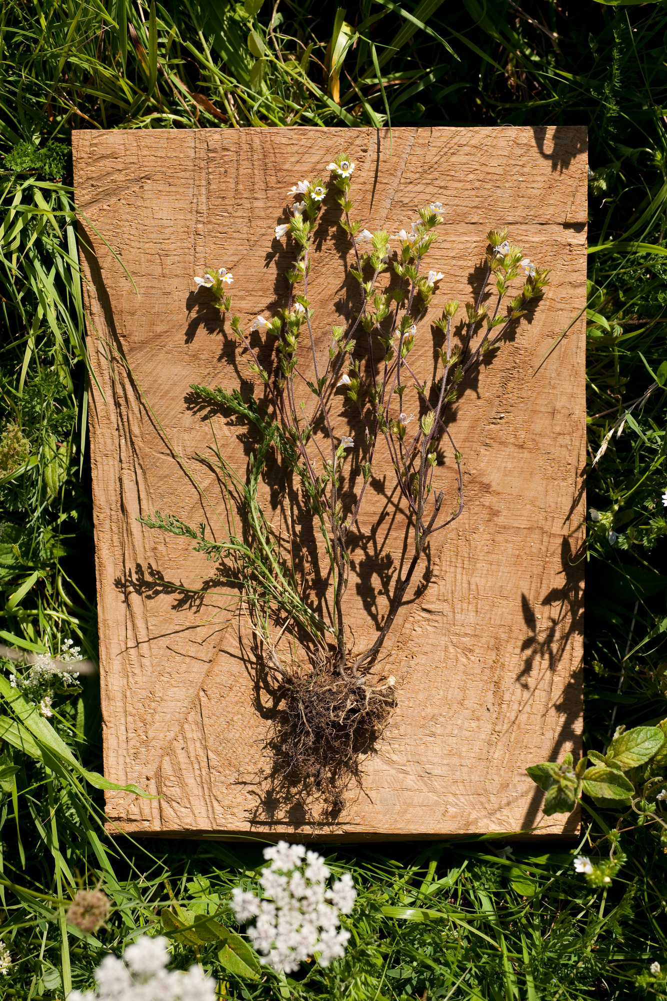 Die Pflanze mit Wurzeln liegt auf einem Holzbrett &ndash; sorgf&auml;ltig ausgegraben, f&uuml;r eine botanische Untersuchung oder zur Trocknung f&uuml;r Heilzwecke.