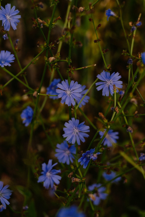 Das Bild zeigt eine Pflanze mit mehreren blau-violetten, sternförmigen Blüten an verzweigten, dünnen grünen Stängeln. Der Hintergrund ist leicht unscharf und wirkt natürlich.