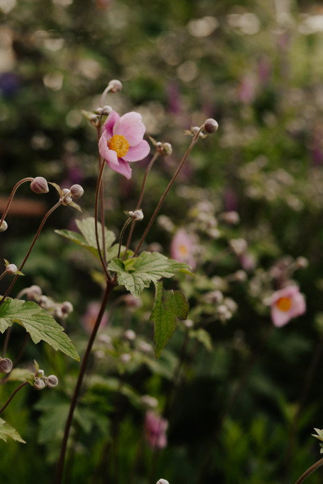 Im Bild ist eine rosafarbene Herbst-Anemone (Anemone hupehensis) mit gelber Blütenmitte zu sehen. Mehrere geschlossene Knospen und grün gezähnte Blätter umgeben die Blüte.