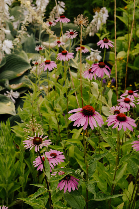 Das Bild zeigt einen Garten mit zahlreichen Blüten des Sonnenhuts (Echinacea) in sattem Rosa. Die kräftig grüne Umrahmung aus Blättern und Stauden betont die natürliche Fülle.