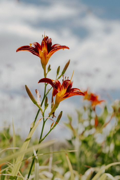 Im Bild sind zwei geöffnete Blüten einer orange-roten Taglilie (Hemerocallis) zu sehen. Umgeben sind sie von länglichen Knospen und schmalen, grasartigen Blät