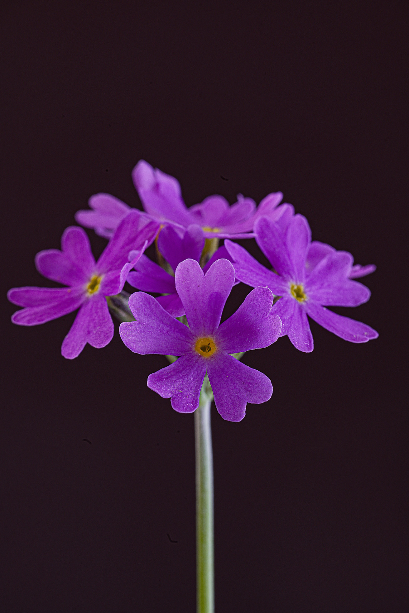Eine Blüte der Mehlprimel mit violett-pinken Blütenblättern und gelbem Zentrum vor dunklem Hintergrund, zentral aufrecht auf einem dünnen Stängel stehend.