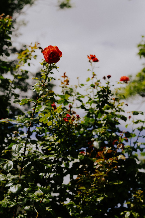 Das Bild zeigt eine Rosenpflanze mit mehreren orange-roten Blüten. Die Blätter sind glänzend grün, die Stängel aufrecht wachsend. Der Himmel im Hintergrund ist leicht bewölkt.
