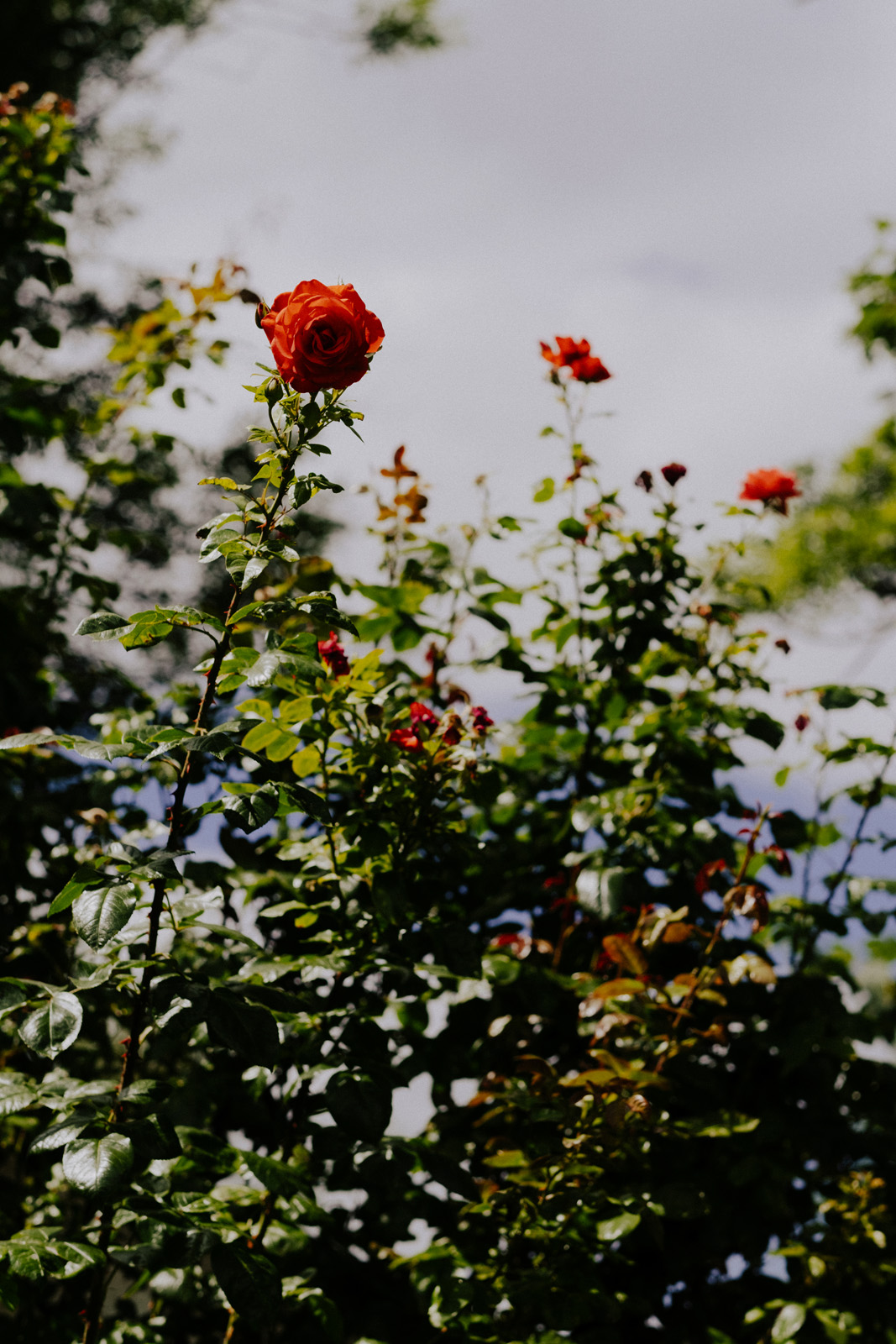 Das Bild zeigt eine Rosenpflanze mit mehreren orange-roten Bl&uuml;ten. Die Bl&auml;tter sind gl&auml;nzend gr&uuml;n, die St&auml;ngel aufrecht wachsend. Der Himmel im Hintergrund ist leicht bew&ouml;lkt.