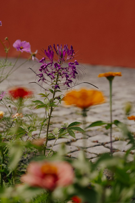 Im Vordergrund steht eine Spinnenblume (Cleome hassleriana) mit violetten Blüten und langen Staubfäden. Im Hintergrund sind weitere bunte Blumen und ein gepflasterter Boden sichtbar.