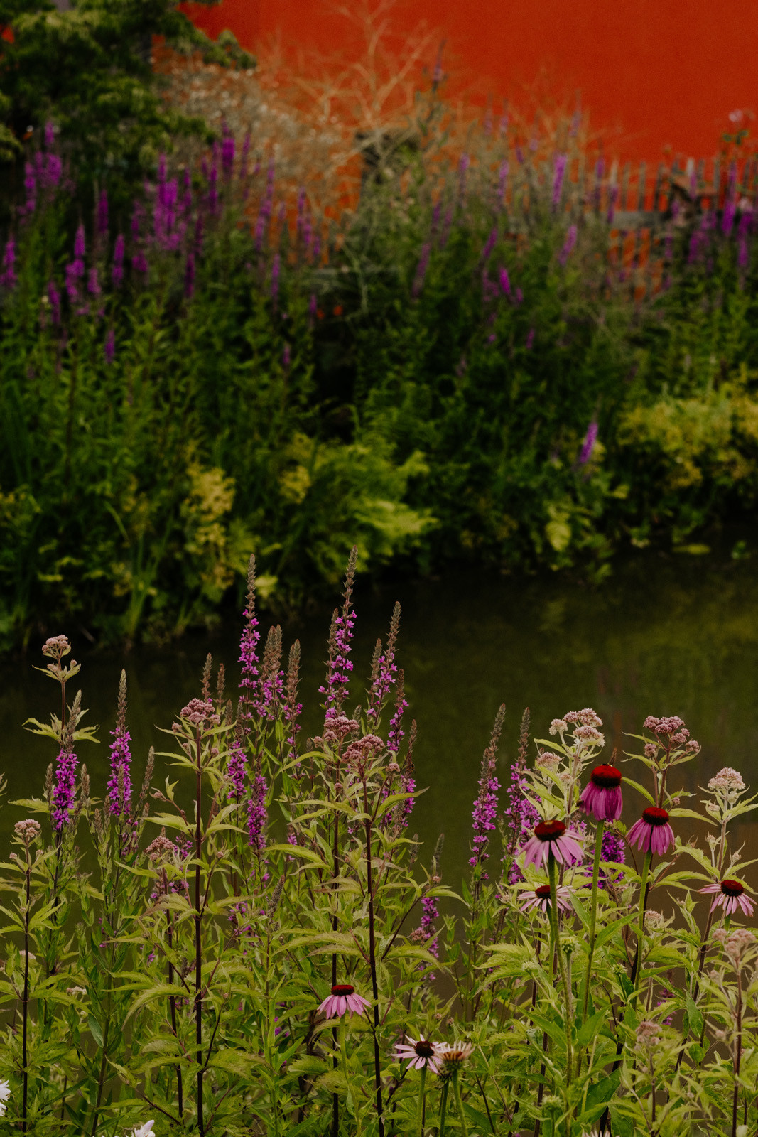 Das Bild zeigt eine üppige, naturnahe Bepflanzung am Wasser mit vielen violett blühenden Stauden und Sonnenhüten. Im Hintergrund ist eine leuchtend rote Wand zu sehen.