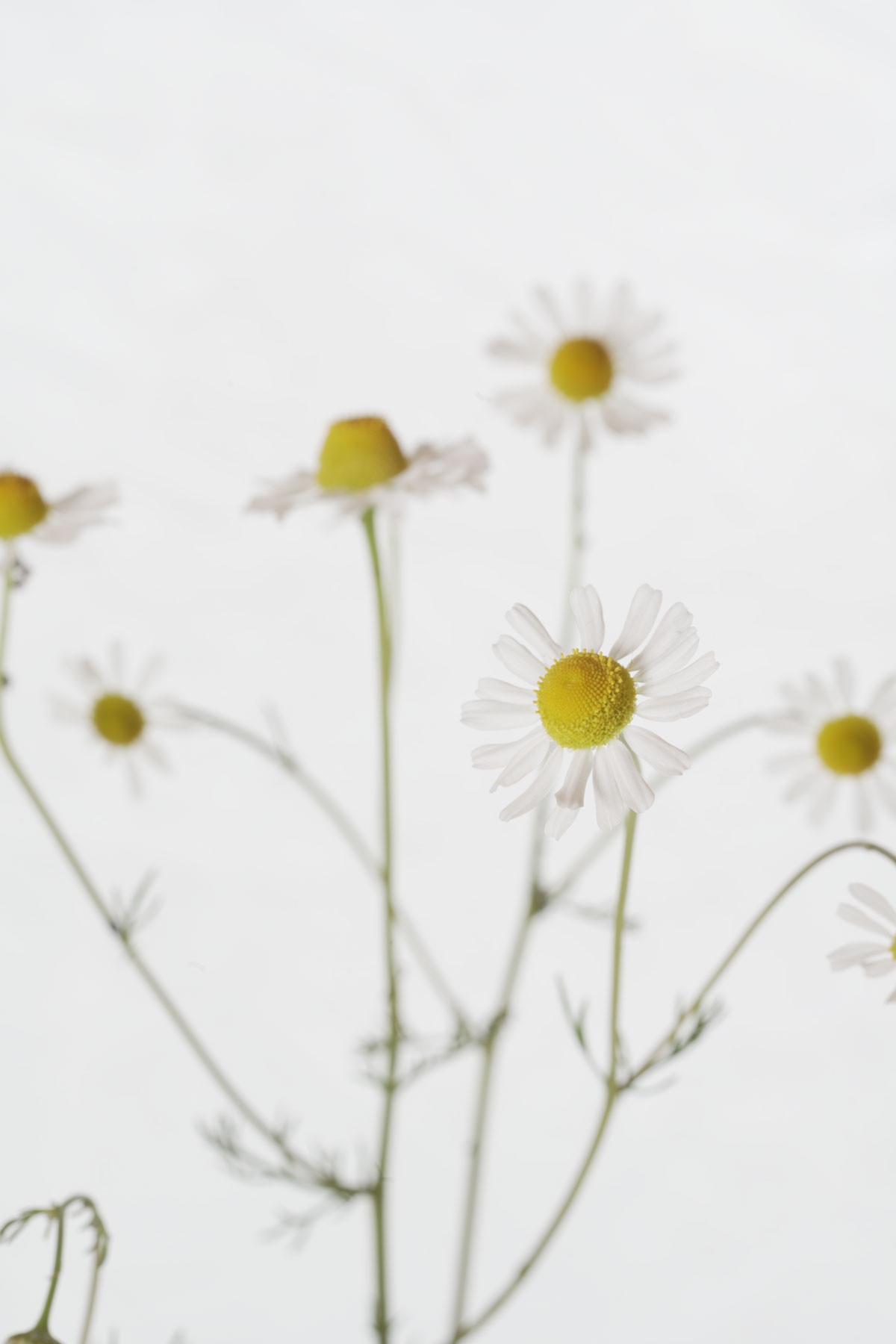 Mehrere Kamillenblüten mit weißen Blättern und gelber Mitte stehen auf dünnen grünen Stängeln vor hellem Hintergrund. Die Darstellung ist klar und minimalistisch.