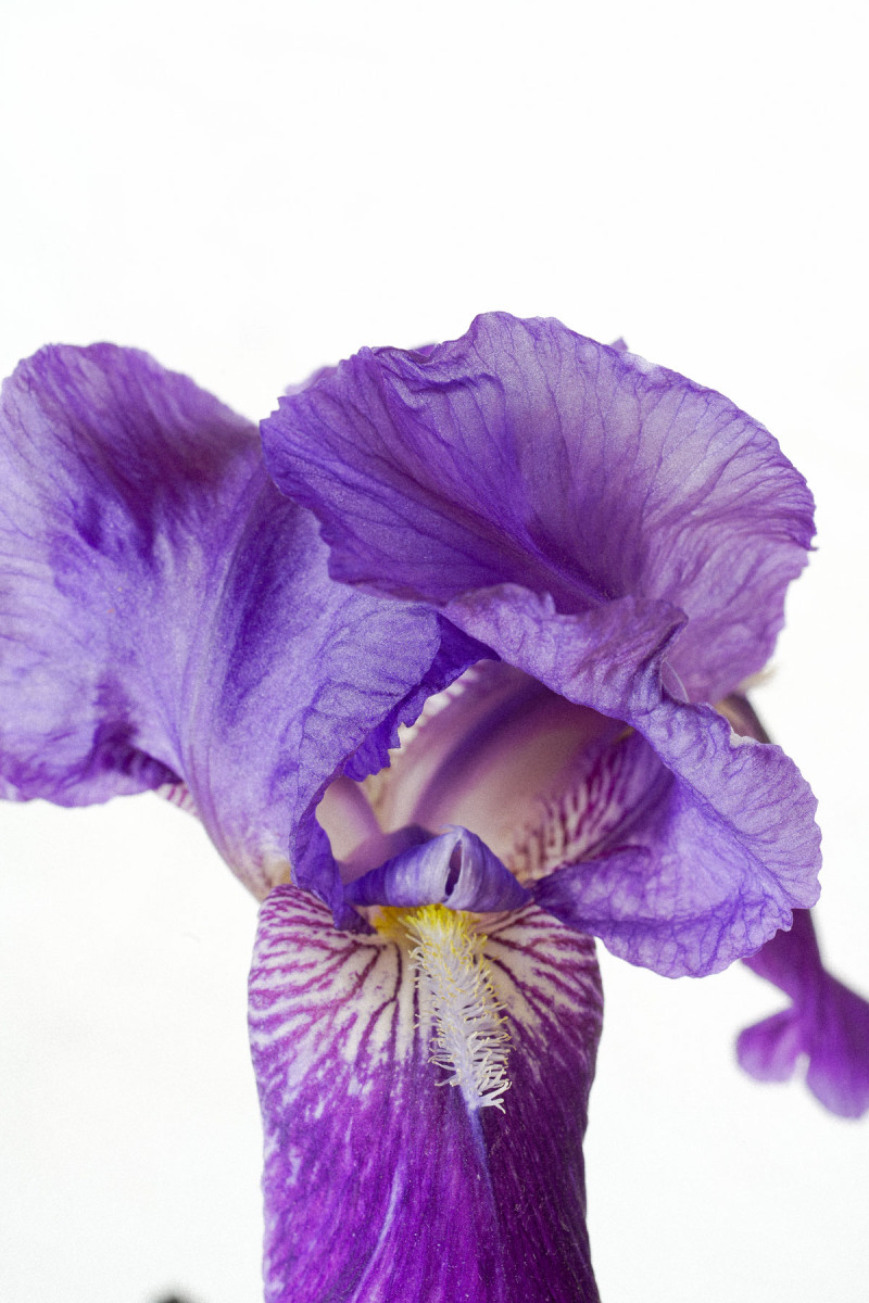 Die Nahaufnahme zeigt eine violette Irisblüte mit zarten, gewellten Blütenblättern und weißen sowie gelben Akzenten in der Mitte auf hellem Hintergrund.