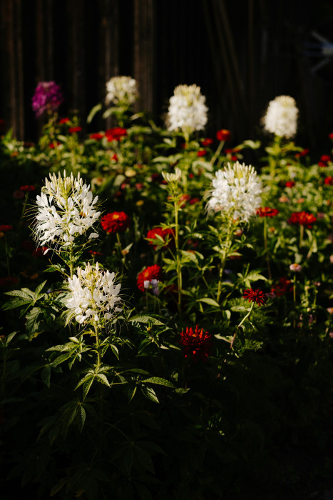 Im Vordergrund blühen mehrere weiße Spinnenblumen (Cleome hassleriana) mit auffälligen Staubfäden. Im Hintergrund stehen zahlreiche rote Zinnien zwischen dichtem, grünem Laub.
