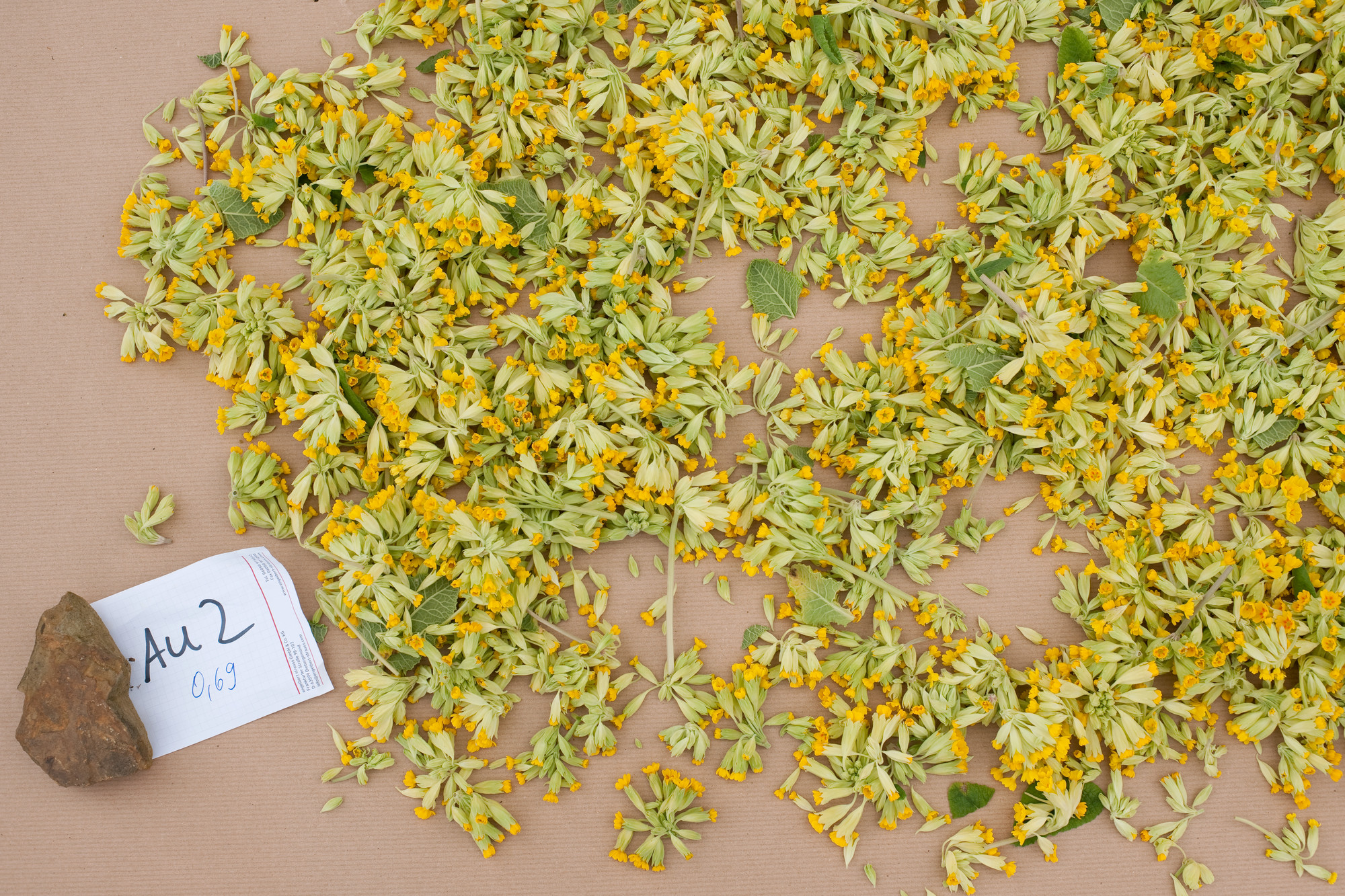Auf braunem Papier liegen viele kleine gelbe Bl&uuml;ten mit gr&uuml;nlichen Kelchbl&auml;ttern. Links unten h&auml;lt ein Stein ein wei&szlig;es Blatt Papier mit der Aufschrift &bdquo;Au 2 &ndash; 0,69&ldquo; fest.
