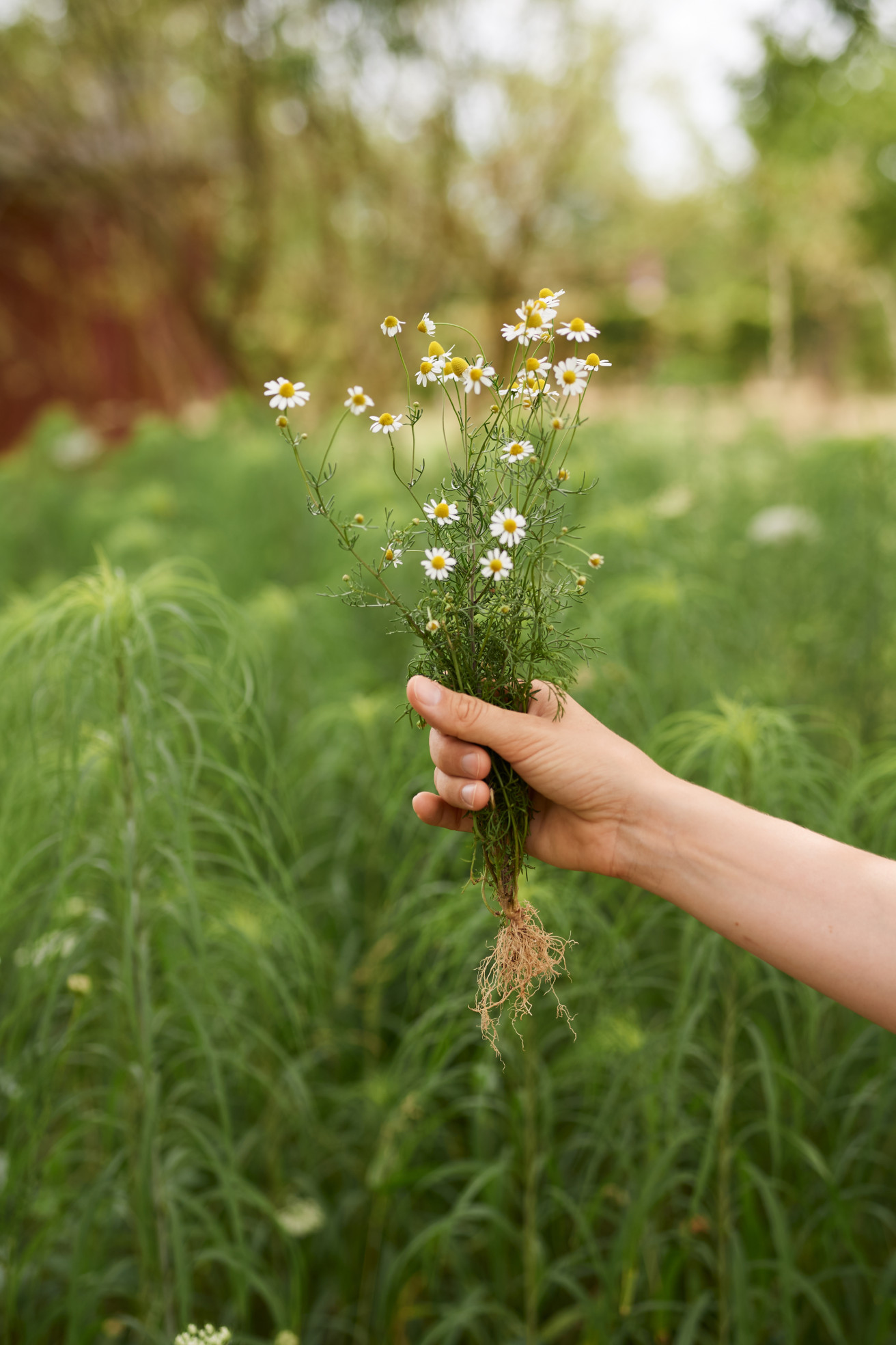 Eine Hand hält einen kleinen Bund Kamille. Die Pflanze ist samt Wurzeln aus der Erde gezogen. Im Hintergrund wächst grüne, feine Vegetation, alles ist draußen im Garten.