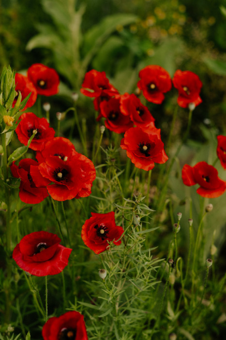 Das Bild zeigt mehrere leuchtend rote Mohnblumen mit schwarzen Zentren. Die Blumen stehen dicht beieinander inmitten von grünem Laub und anderen Pflanzen.