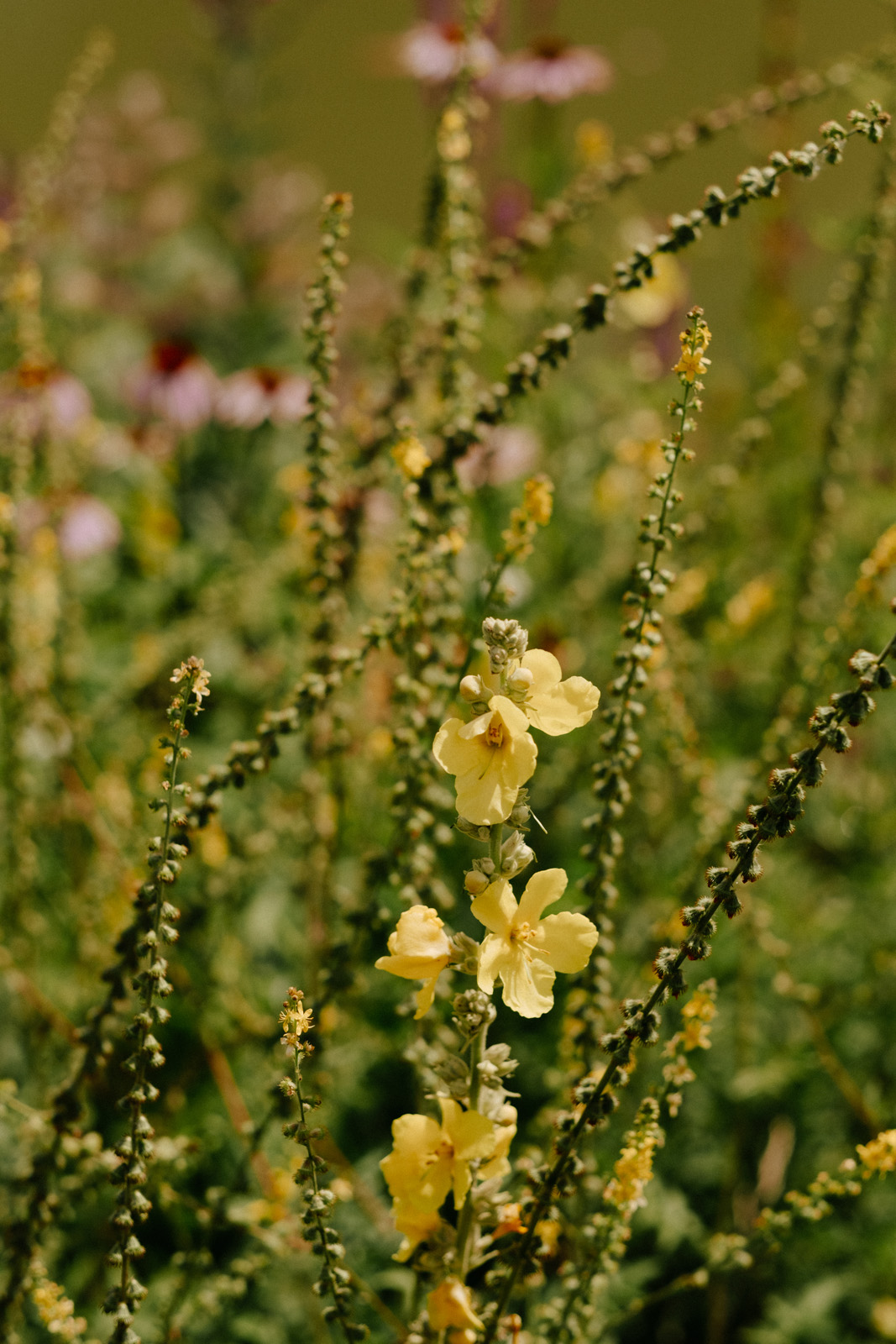 Auf dem Bild ist eine gelb bl&uuml;hende K&ouml;nigskerze zu sehen. Die Pflanze hat einen aufrechten, behaarten St&auml;ngel mit zahlreichen dicht stehenden, kleinen Bl&uuml;ten entlang der Bl&uuml;ten&auml;hre.
