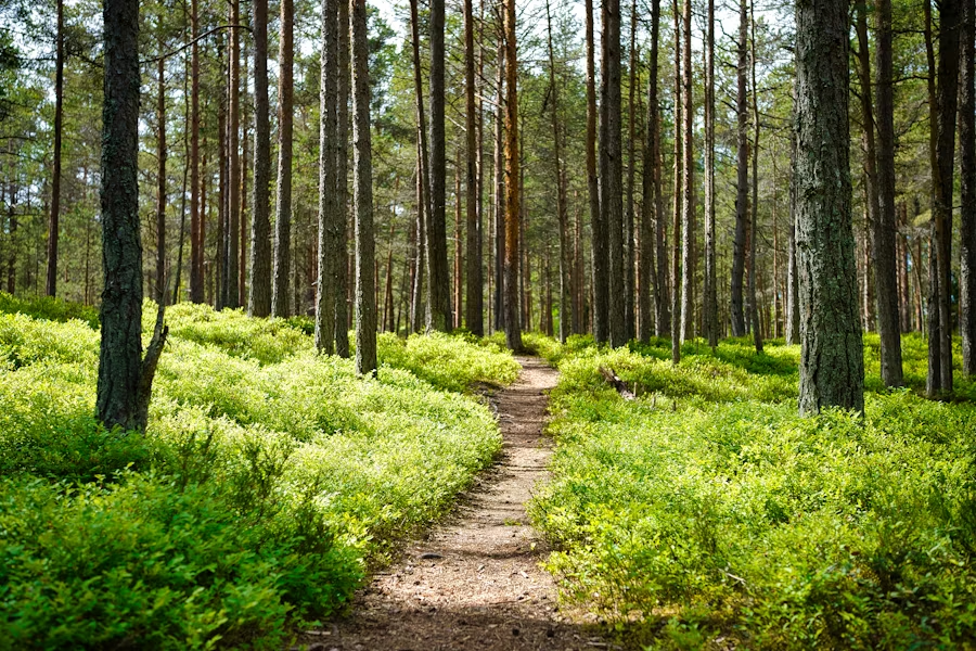 Ein schmaler, unbefestigter Weg führt durch einen lichten Wald mit hohen Kiefern und dichtem, grünem Unterwuchs.
