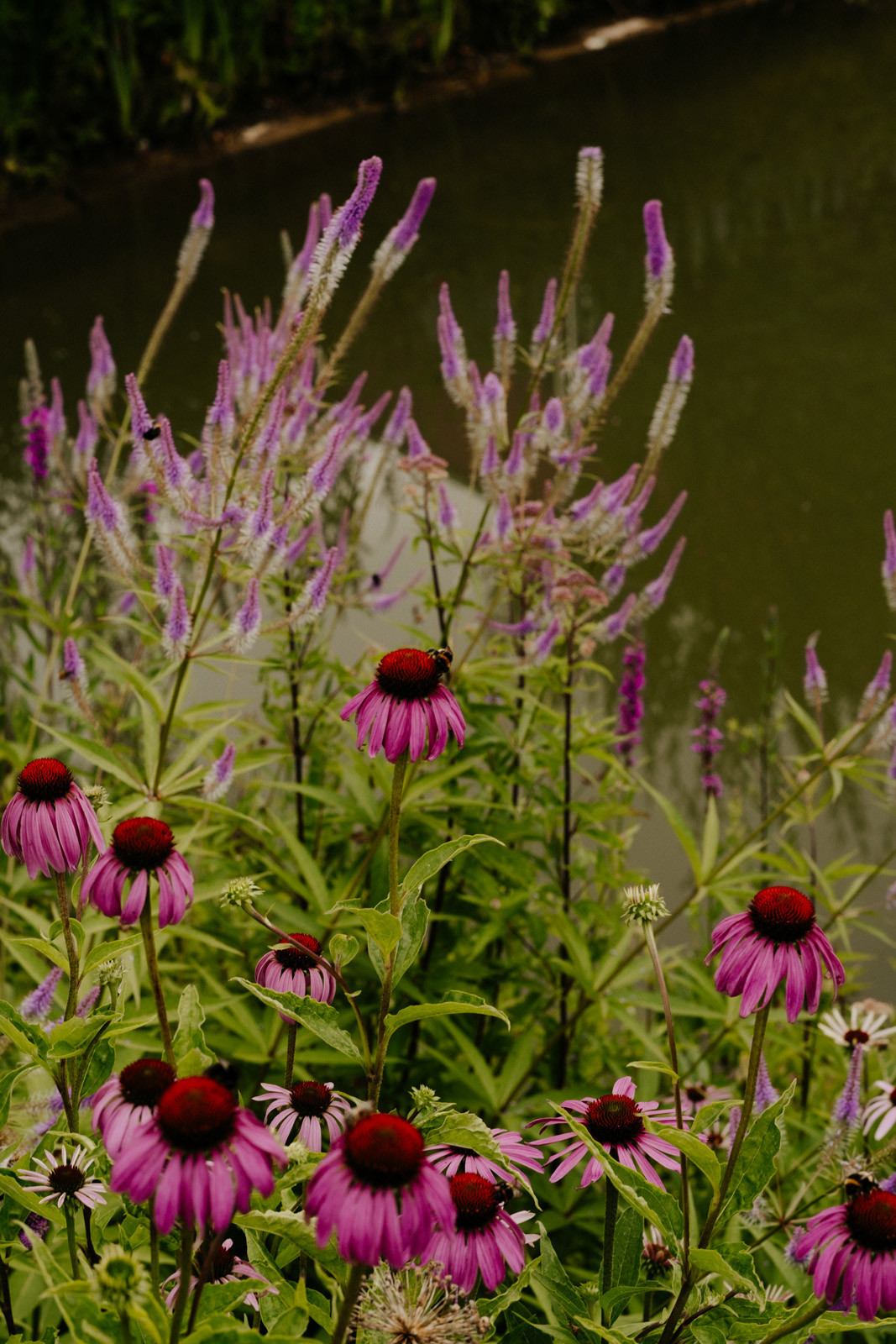 Blühender Sommergarten mit violetten Ehrenpreis und pinken Echinacea-Blüten vor einem ruhigen Teich. Farbenfrohe Vielfalt inmitten üppigem Grün.