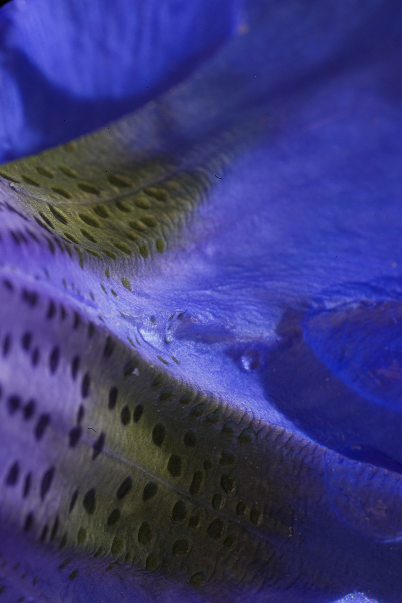 Nahaufnahme eines blauen Blütenblatts mit samtiger Oberfläche. Feine, dunkle Punkte und grünliche Adern ziehen sich durch die strukturierte Fläche. Ein Spiel aus Farbe und Textur.