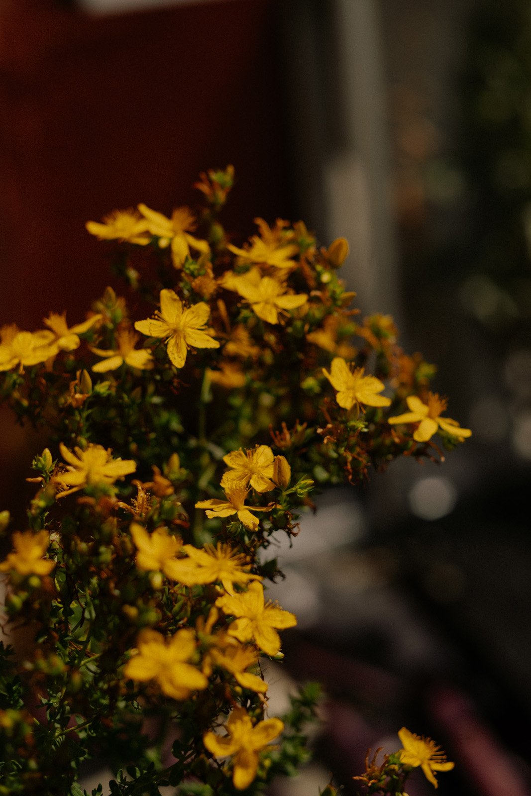 Auf dem Bild ist ein bl&uuml;hender Zweig des Johanniskrauts zu sehen. Die zahlreichen kleinen, gelben Bl&uuml;ten haben f&uuml;nf Bl&uuml;tenbl&auml;tter und sitzen dicht an kurzen St&auml;ngeln.