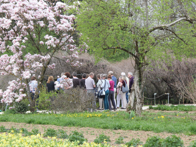 Eine Gruppe von Menschen steht in einem bl&uuml;henden Garten unter rosa bl&uuml;henden B&auml;umen und h&ouml;rt einer F&uuml;hrung zu.