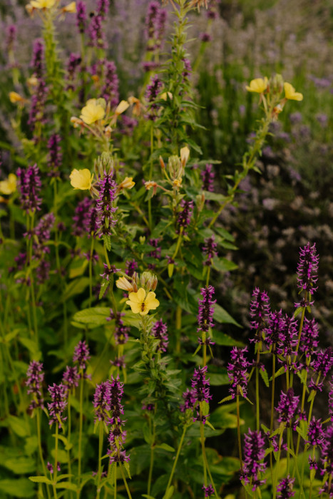 Das Bild zeigt ein Blumenbeet mit gelben und violetten Blüten. Die gelben Blüten sind vereinzelt zwischen zahlreichen aufrechten violetten Blütenähren verteilt.