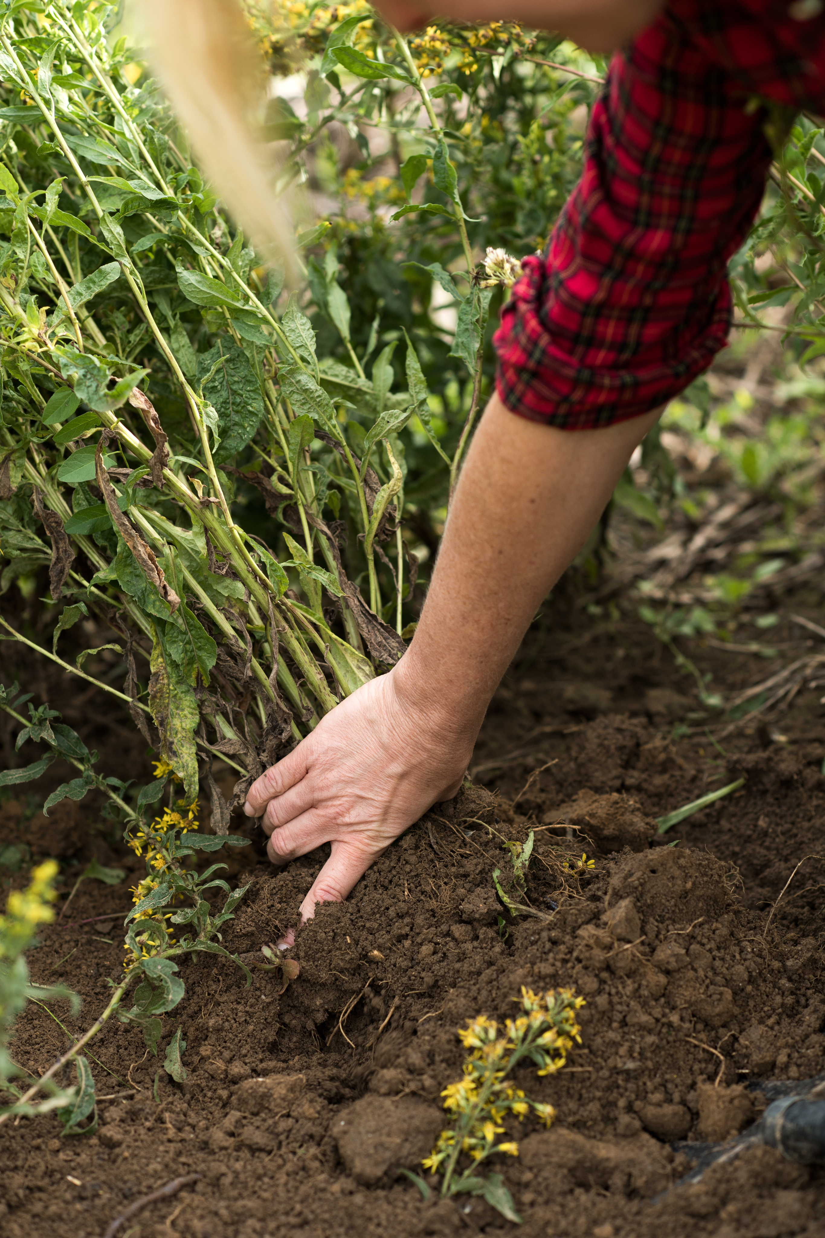 Eine Person in rot-karierter Kleidung zieht eine Pflanze mit Wurzeln aus der lockeren Erde eines Beetes.