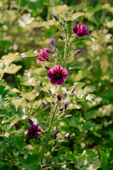 Auf dem Bild ist eine blühende Pflanze mit violett-rosa Blüten zu sehen. Sie wächst aufrecht zwischen grünen Blättern in natürlicher Umgebung bei Tageslicht.