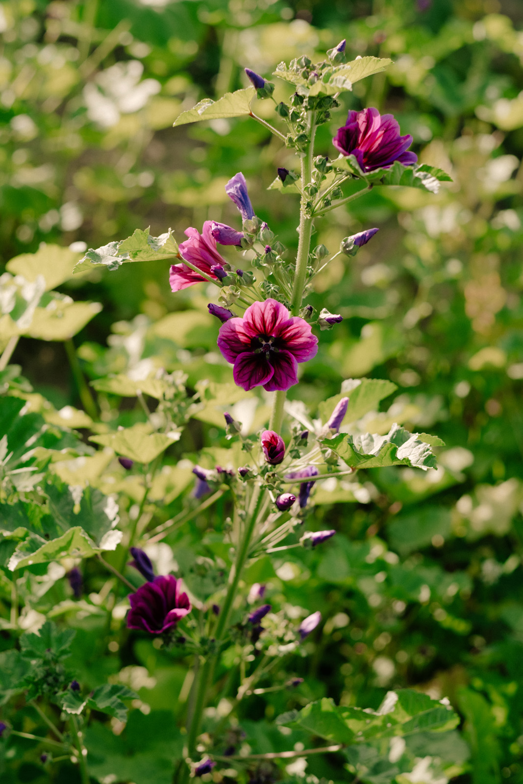 Auf dem Bild ist eine bl&uuml;hende Pflanze mit violett-rosa Bl&uuml;ten zu sehen. Sie w&auml;chst aufrecht zwischen gr&uuml;nen Bl&auml;ttern in nat&uuml;rlicher Umgebung bei Tageslicht.