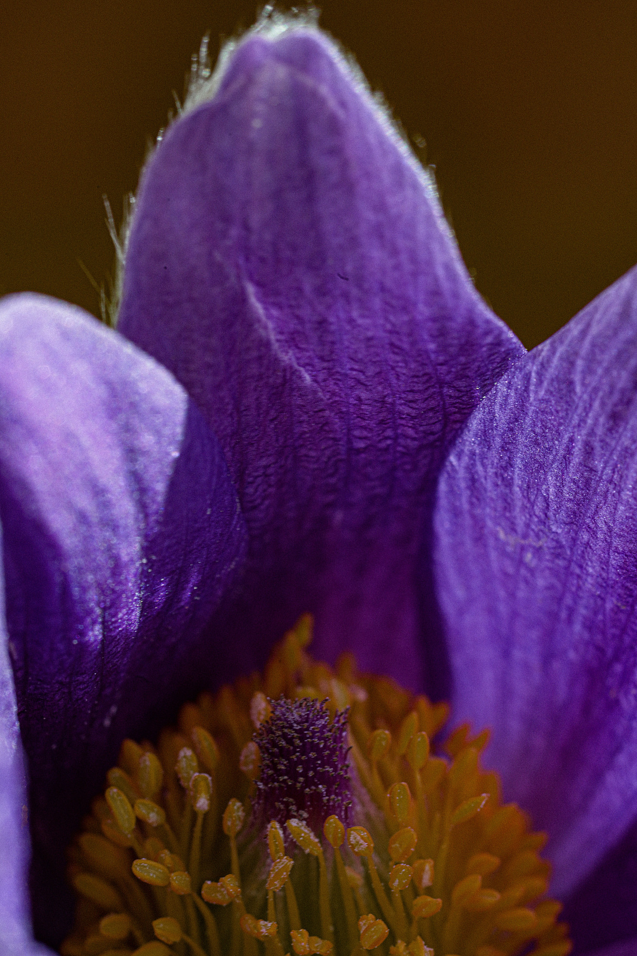 Detailreiche Nahaufnahme einer violetten Blüte mit gelben Staubblättern und einem zentralen, dunkel gefärbten Griffel. Die Blütenblätter zeigen feine Aderstrukturen und einen leichten Haarbesatz.