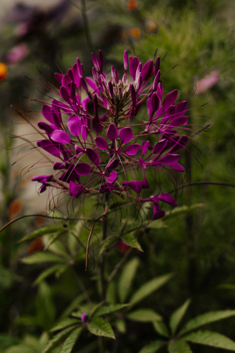 Die Aufnahme zeigt eine violett-pinke Blüte mit langen, dünnen Staubblättern, die in alle Richtungen abstehen. Der Hintergrund ist grün und leicht verschwommen.