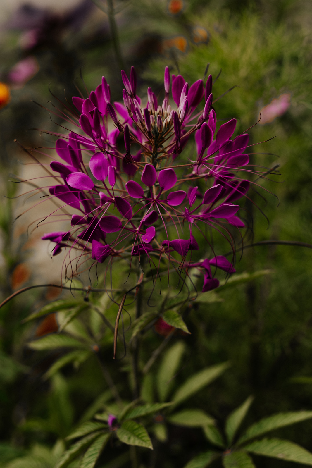 Die Aufnahme zeigt eine violett-pinke Bl&uuml;te mit langen, d&uuml;nnen Staubbl&auml;ttern, die in alle Richtungen abstehen. Der Hintergrund ist gr&uuml;n und leicht verschwommen.